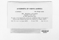 Chrysomyxa weirii image